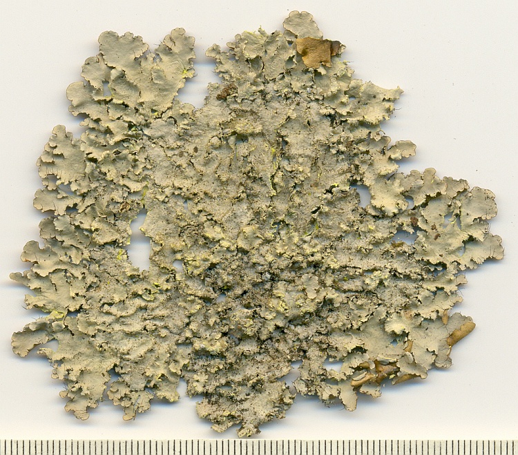 Parmotrema sulphuratum from Brazil, Paraná, Guaraqueçaba leg. C.G. Donha 1392 (UPCB)